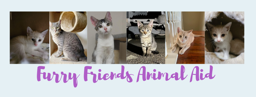 🎃🐈‍⬛Show your support for adopting furry friends with our